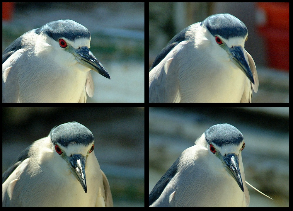 (55) black crested night heron montage.jpg   (1000x720)   262 Kb                                    Click to display next picture